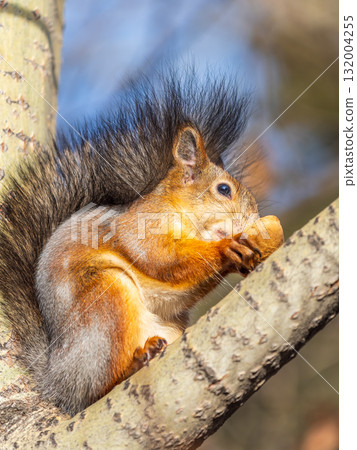 The squirrel with nut sits on tree in the autumn. Eurasian red squirrel, Sciurus vulgaris. 132004255