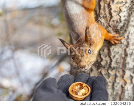 A squirrel in the autumn eats nuts from a human hand. Eurasian red squirrel, Sciurus vulgaris 132004256