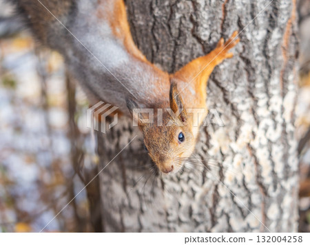 Squirrel sitting upside down on a tree trunk. The squirrel hangs upside down on a tree against colorful blurred background. Close-up. 132004258