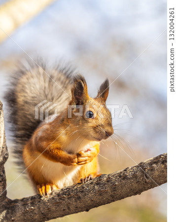 Squirrel sits on a branch in Autumn park 132004261
