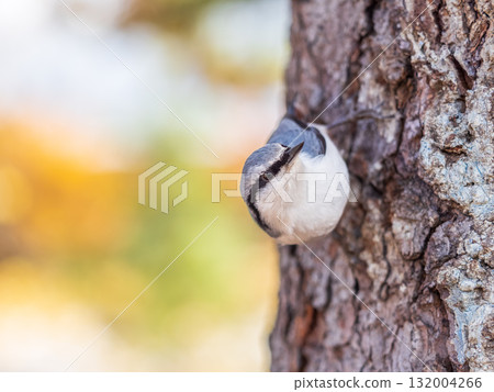 Eurasian nuthatch or wood nuthatch, lat. Sitta europaea, sitting on a tree trunk with a blurred background. Eurasian nuthatch or wood nuthatch, lat. Sitta europaea, sitting on a tree trunk with a blurred background. 132004266