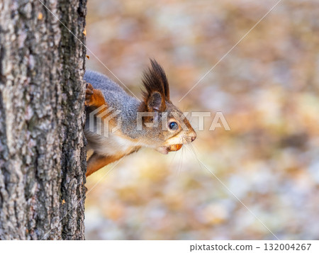 Portrait of a squirrel on a tree trunk 132004267