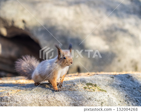 Squirrel in autumn or spring with nut on the green grass with fallen yellow leaves 132004268