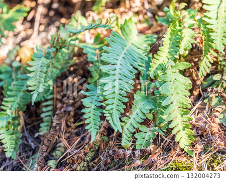 Common polypody fern Polypodium vulgare grows among thick moss. Common polypody fern Polypodium vulgare grows among thick moss. 132004273