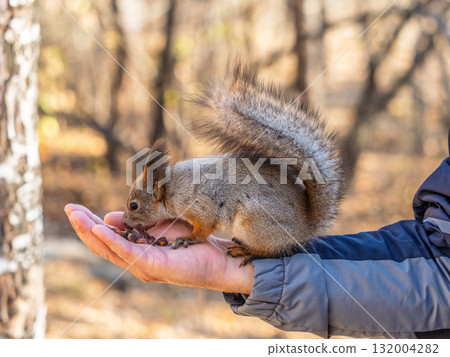 A squirrel in the spring or autumn eats nuts from a human hand. Eurasian red squirrel, Sciurus vulgaris 132004282