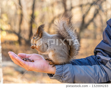 A squirrel in the spring or autumn eats nuts from a human hand. Eurasian red squirrel, Sciurus vulgaris 132004283