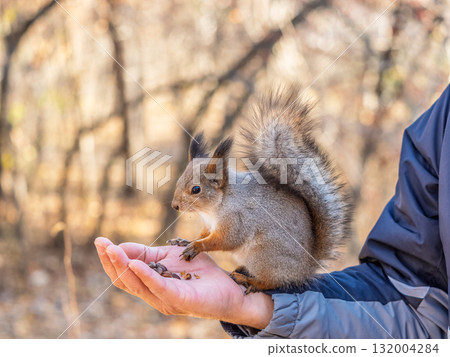 A squirrel in the spring or autumn eats nuts from a human hand. Eurasian red squirrel, Sciurus vulgaris 132004284