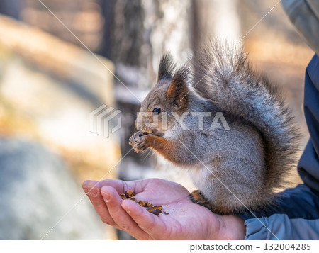A squirrel in the spring or autumn eats nuts from a human hand. Eurasian red squirrel, Sciurus vulgaris 132004285