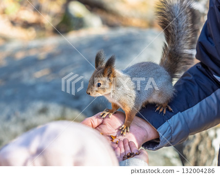 A squirrel in the spring or autumn eats nuts from a human hand. Eurasian red squirrel, Sciurus vulgaris 132004286