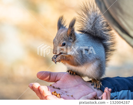 A squirrel in the spring or autumn eats nuts from a human hand. Eurasian red squirrel, Sciurus vulgaris 132004287