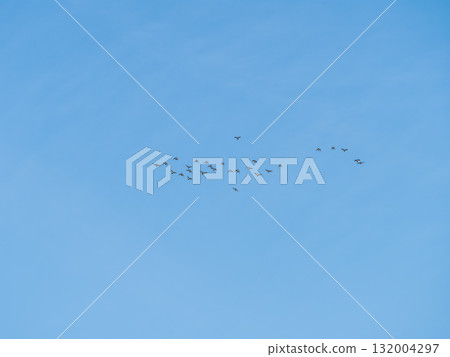 Flock of geese in flight Flock of geese in flight 132004297
