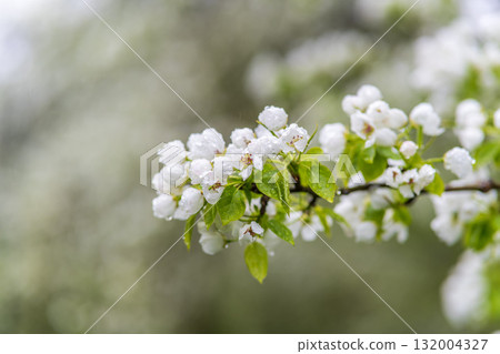 White blossoming apple trees with rain drops 132004327