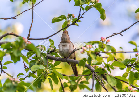Thrush Nightingale, Luscinia luscinia. A bird sits on a tree branch and sings Thrush Nightingale, Luscinia luscinia. A bird sits on a tree branch and sings 132004332