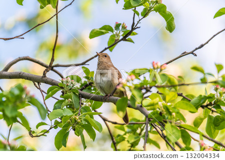 Thrush Nightingale, Luscinia luscinia. A bird sits on a tree branch and sings 132004334