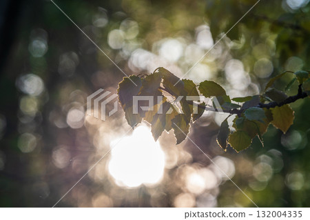 Branch of birch tree, Betula pendula, silver birch, warty birch, European white birch, with green leaves Branch of birch tree, Betula pendula, silver birch, warty birch, European white birch, with green leaves 132004335