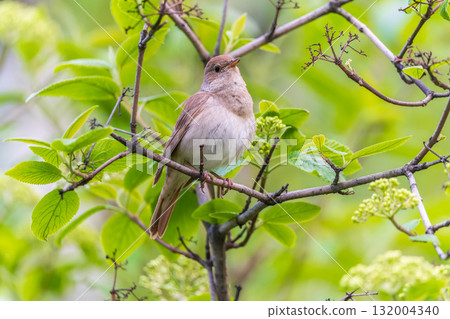Thrush Nightingale, Luscinia luscinia. A bird sits on a tree branch and sings 132004340