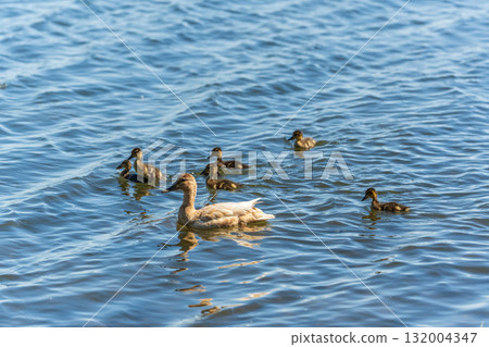 A family of ducks, a duck and its little ducklings are swimming in the water. The duck takes care of its newborn ducklings. Mallard, lat. Anas platyrhynchos 132004347
