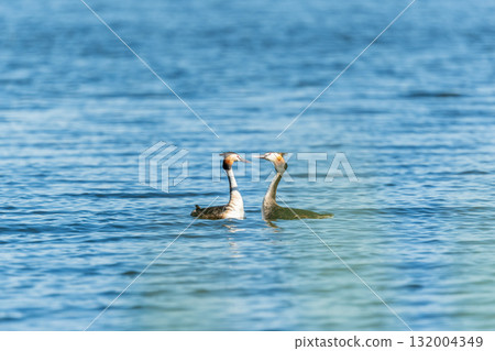 Mating games of two water birds Great Crested Grebes. Two waterfowl birds Great Crested Grebes swim in the lake with heart shaped silhouette Mating games of two water birds Great Crested Grebes. Two waterfowl birds Great Crested Grebes swim in the lake with heart shaped silhouette 132004349