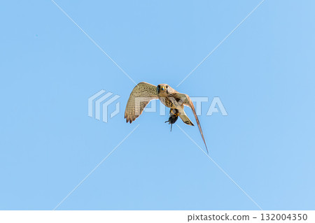 Common kestrel (Falco Tinnunculus) in flight with a mouse in its claws, Blue sky, copy space. Common kestrel (Falco Tinnunculus) in flight with a mouse in its claws, Blue sky, copy space. 132004350
