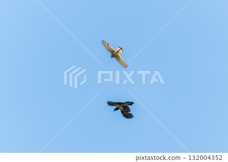 Kestrel being attacked by a crow 132004352