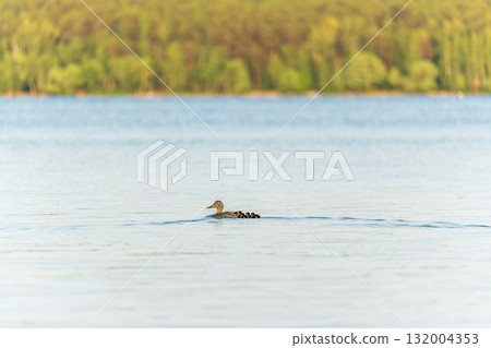 A family of ducks, a duck and its little ducklings are swimming in the water. The duck takes care of its newborn ducklings. Mallard, lat. Anas platyrhynchos A family of ducks, a duck and its little ducklings are swimming in the water. The duck takes care of its newborn ducklings. Mallard, lat. Anas platyrhynchos 132004353