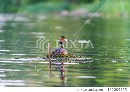 Great Crested Grebe, Podiceps cristatus, water bird sitting on the nest, nesting time on the green lake Great Crested Grebe, Podiceps cristatus, water bird sitting on the nest, nesting time on the green lake 132004355
