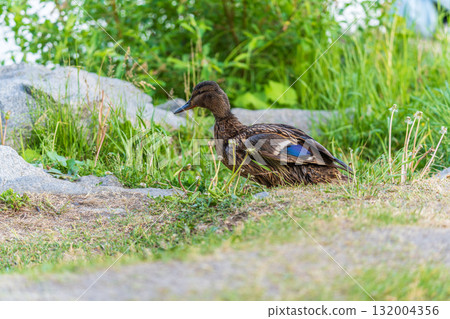A duck female stands on its paws on the green shore of a pond. 132004356