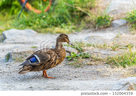 A duck female stands on its paws on the green shore of a pond. A duck female stands on its paws on the green shore of a pond. 132004359