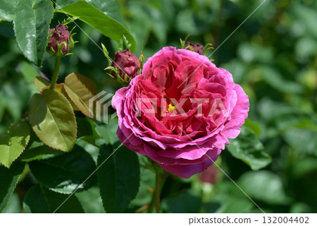 奧賽羅牡丹 132004402