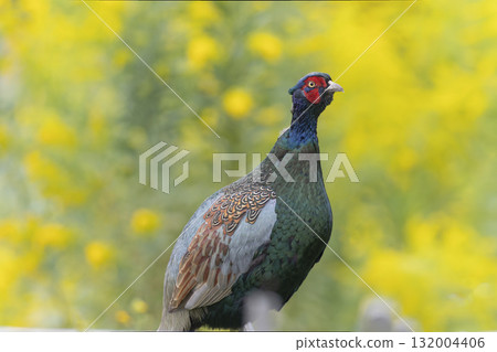 黃色背景上一隻野雞的特寫鏡頭 132004406