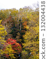 Autumn leaves of Takimi Bridge 132004438