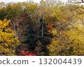 Autumn leaves of Takimi Bridge 132004439