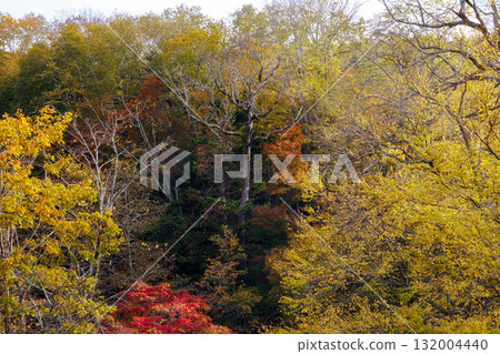 Autumn leaves of Takimi Bridge 132004440