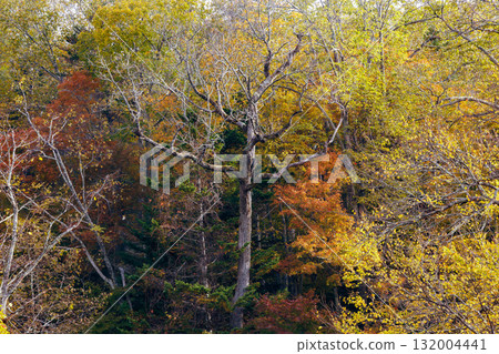 Autumn leaves of Takimi Bridge 132004441