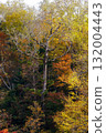 Autumn leaves of Takimi Bridge 132004443