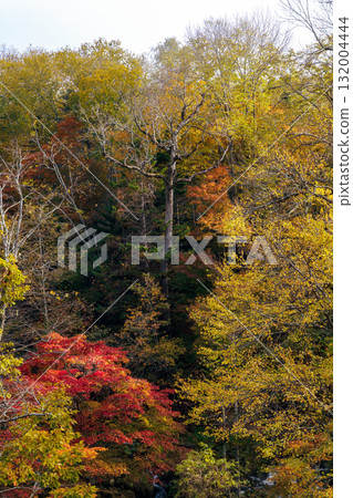 Autumn leaves of Takimi Bridge 132004444