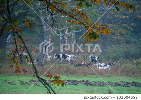 Autumn leaves and cow Autumn leaves and cow 132004652