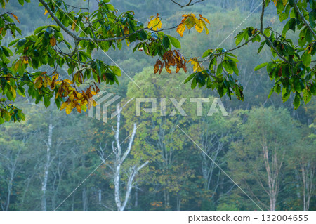 Birch forest at dawn Birch forest at dawn 132004655