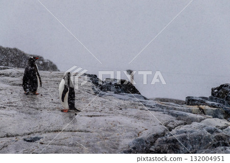 Gentoo Penguins in the snow 132004951