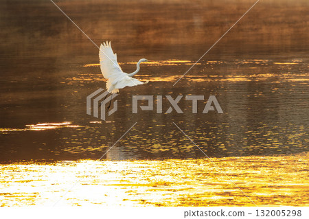 A white egret descends onto a thinly frozen pond bathed in the morning glow A white egret descends onto a thinly frozen pond bathed in the morning glow 132005298