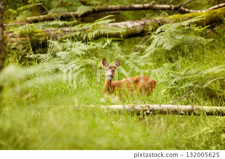 Nature, baby and environment with deer in forest for wildlife, summer and hunting. Newborn, wilderness and fauna with animal in grass field of woods for peaceful, meadow and natural ecosystem Nature, baby and environment with deer in forest for wildlife, summer and hunting. Newborn, wilderness and fauna with animal in grass field of woods for peaceful, meadow and natural ecosystem 132005625