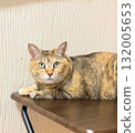一隻野雞貓坐在迷你桌子上 132005653