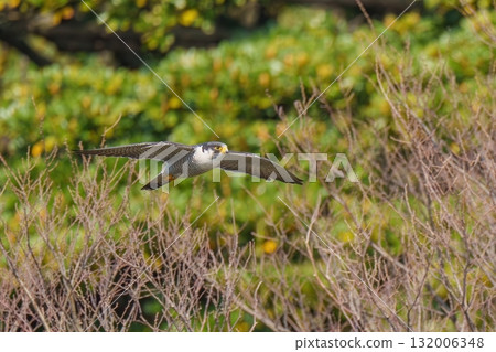 Falcon adult bird flying calmly on the green background 132006348