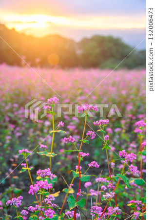 Sunrise and red buckwheat flowers [Akasoba Village] 132006473