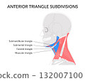 Neck anterior triangle chart, detailed boundaries and divisions, submandibular, submental, carotid, muscular triangles 132007100