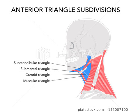 Neck anterior triangle chart, detailed boundaries and divisions, submandibular, submental, carotid, muscular triangles 132007100