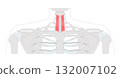 Sternothyroid - Infrahyoid muscle depicted in anatomy chart that depresses the thyroid cartilage, important for larynx  132007102
