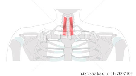 Sternothyroid - Infrahyoid muscle depicted in anatomy chart that depresses the thyroid cartilage, important for larynx  132007102