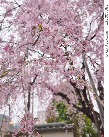 Weeping cherry blossoms blooming on the grounds of a shrine Weeping cherry blossoms blooming on the grounds of a shrine 132007363