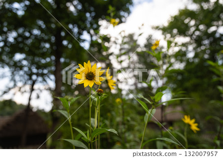 sunflower field in summer sunflower field in summer 132007957